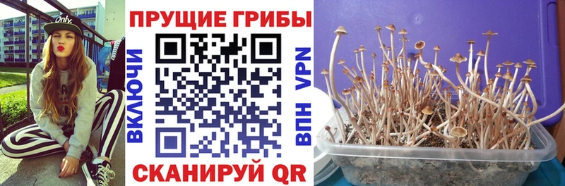 Галлюциногенные грибы Cubensis  OMG tor  Ипатово 