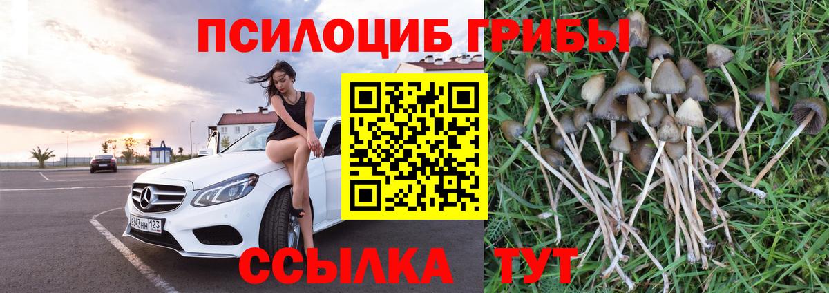 даркнет сайт  Вход с VPN  Ипатово  Галлюциногенные грибы Psilocybine cubensis 